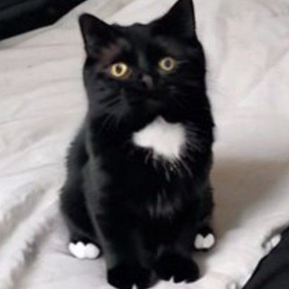 Telegram: view @mooncat121